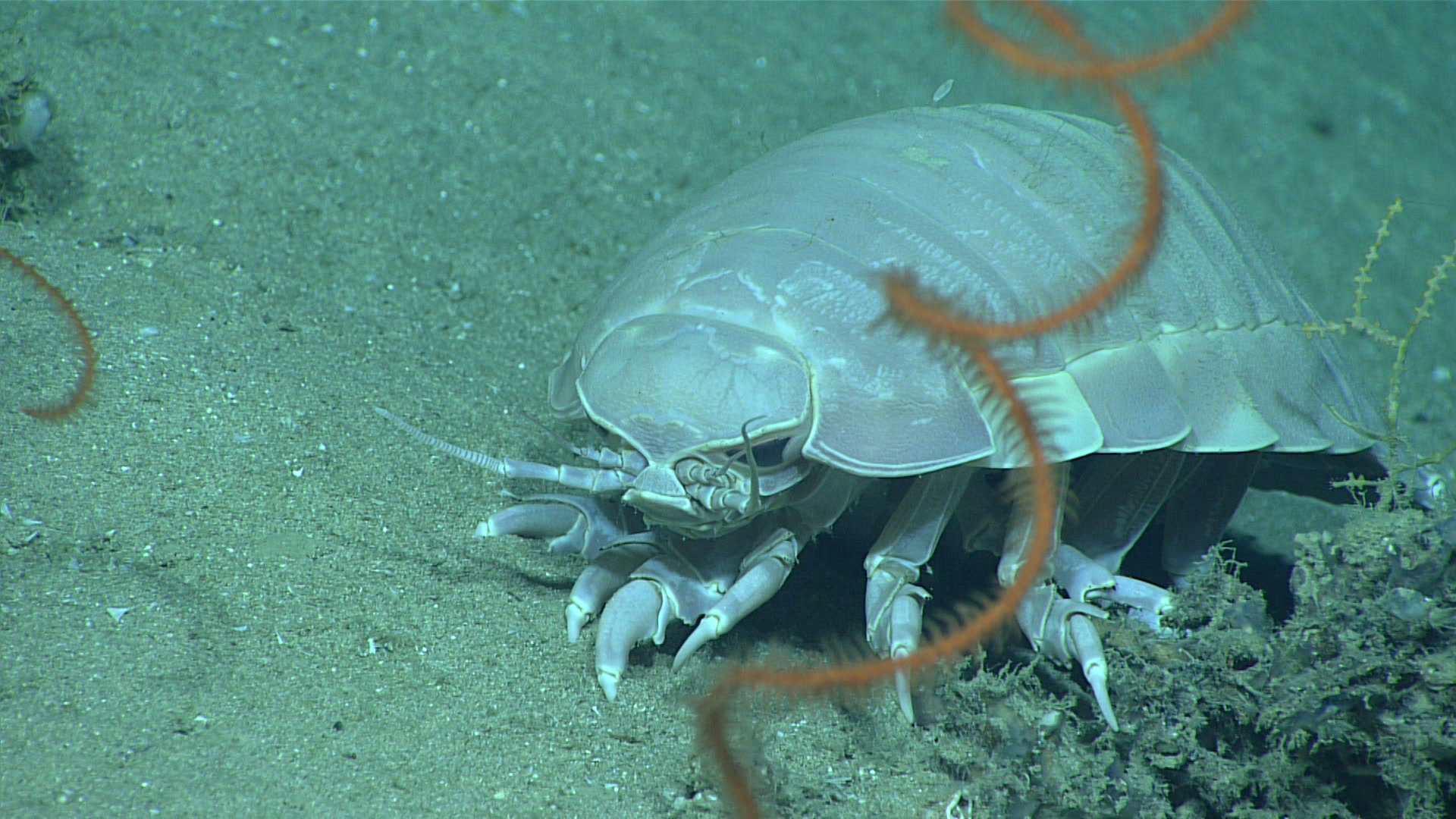 Reuzenpissebed (NOAA)