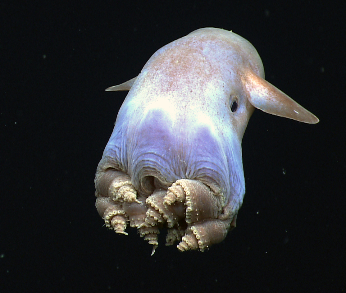 Dumbo-octopus (NOAA)