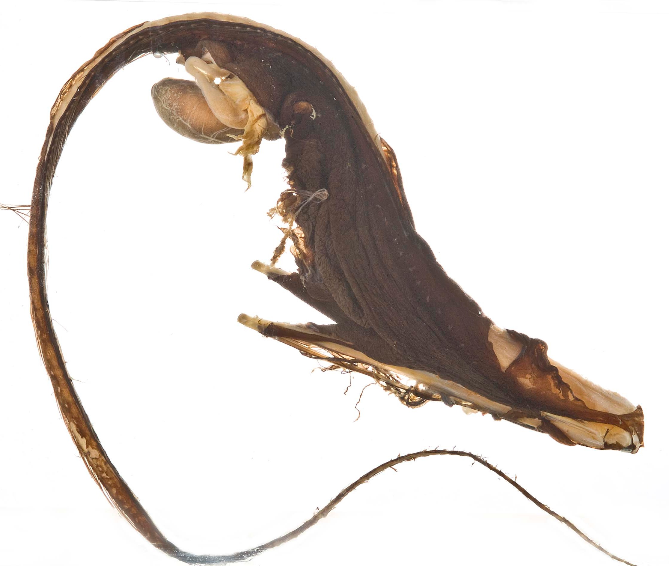 Pelicaneel — Eurypharynx pelecanoides (Smithsonian)