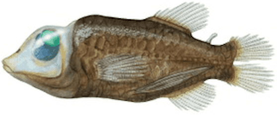 Barreleye illustratie — Macropinna microstoma