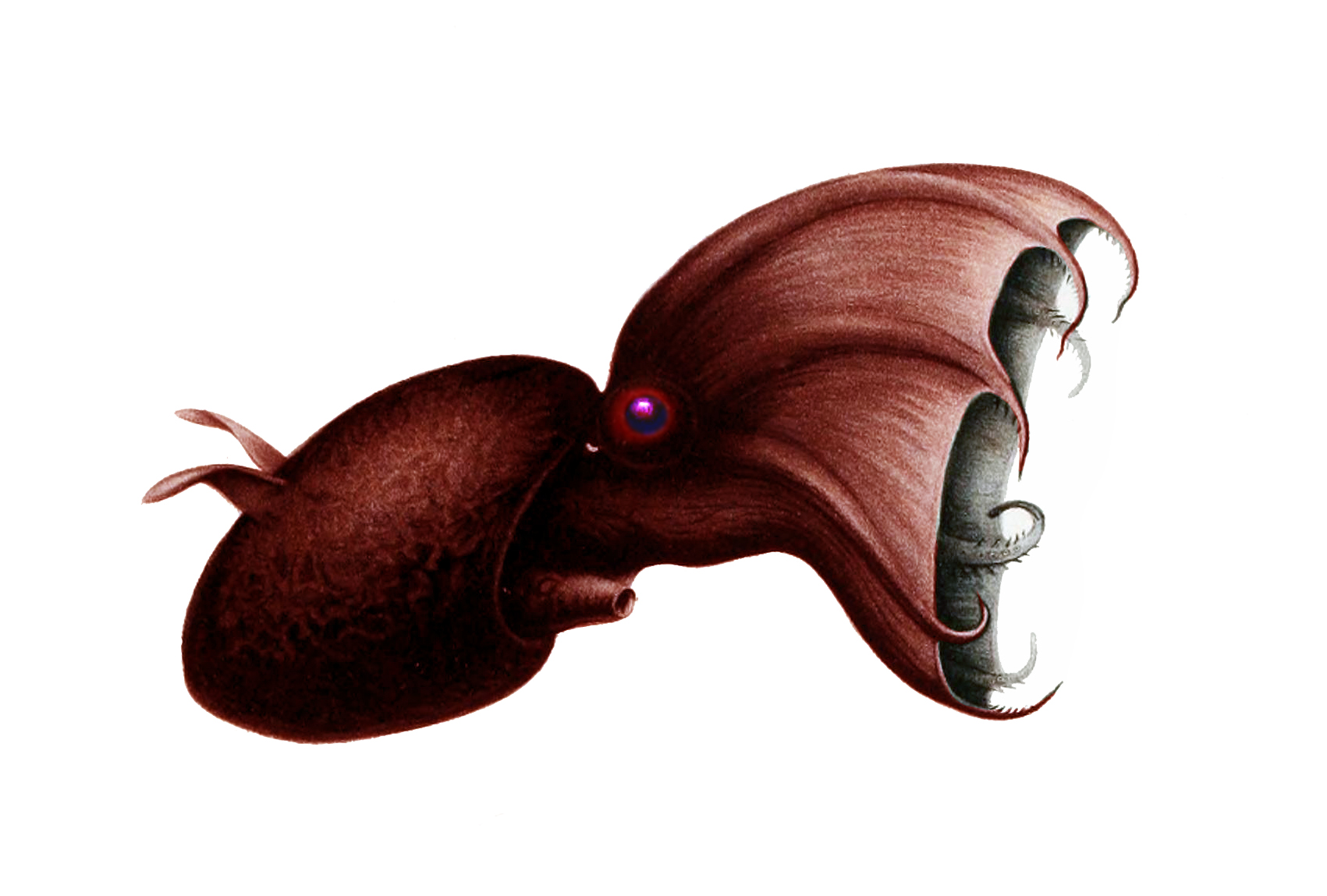 Vampierinktvis (Chun, 1910)